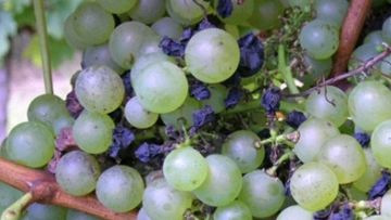 La protection contre le black-rot